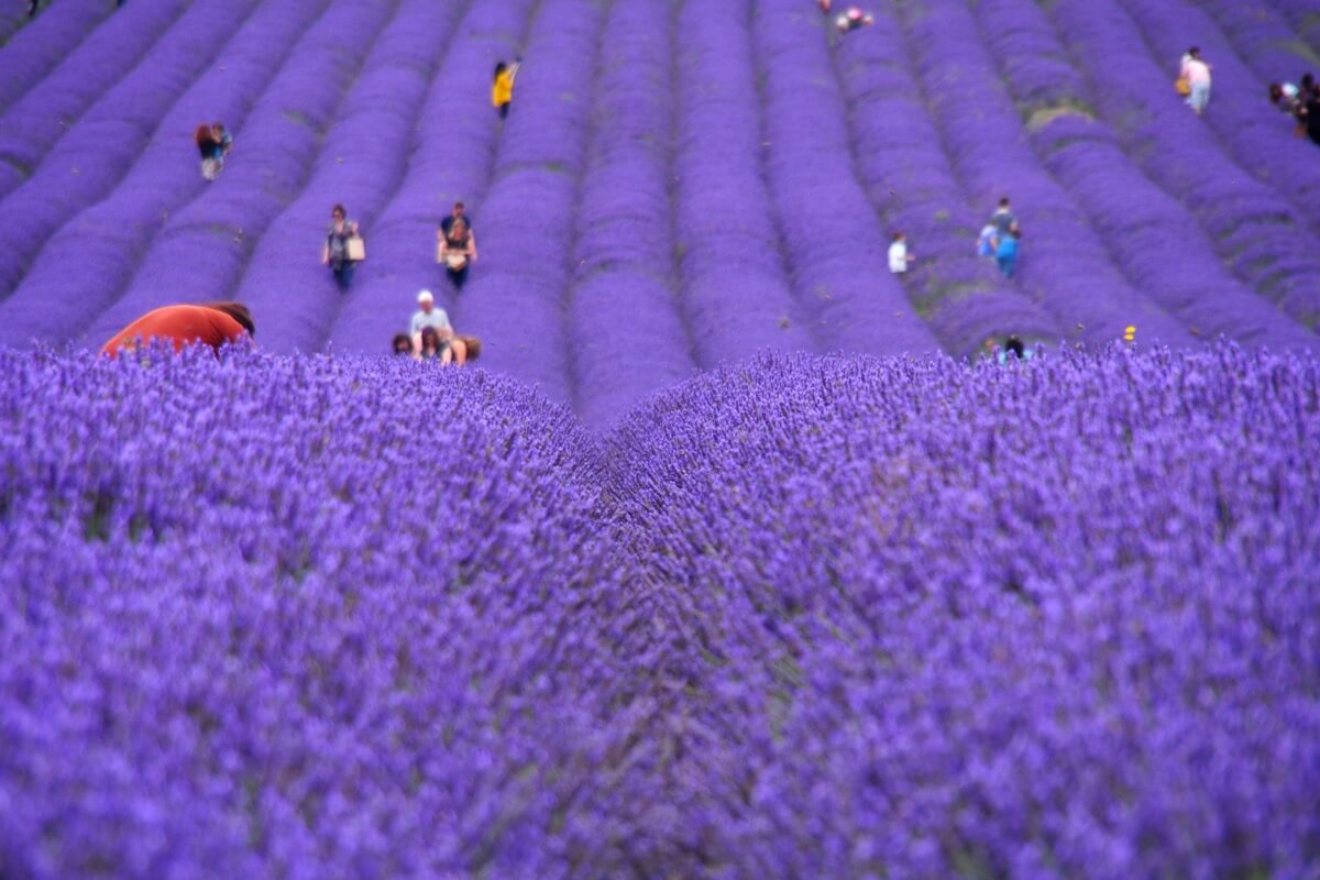 There are 8 hectares of vibrant purple flowers to wander through at Hitchin Lavender