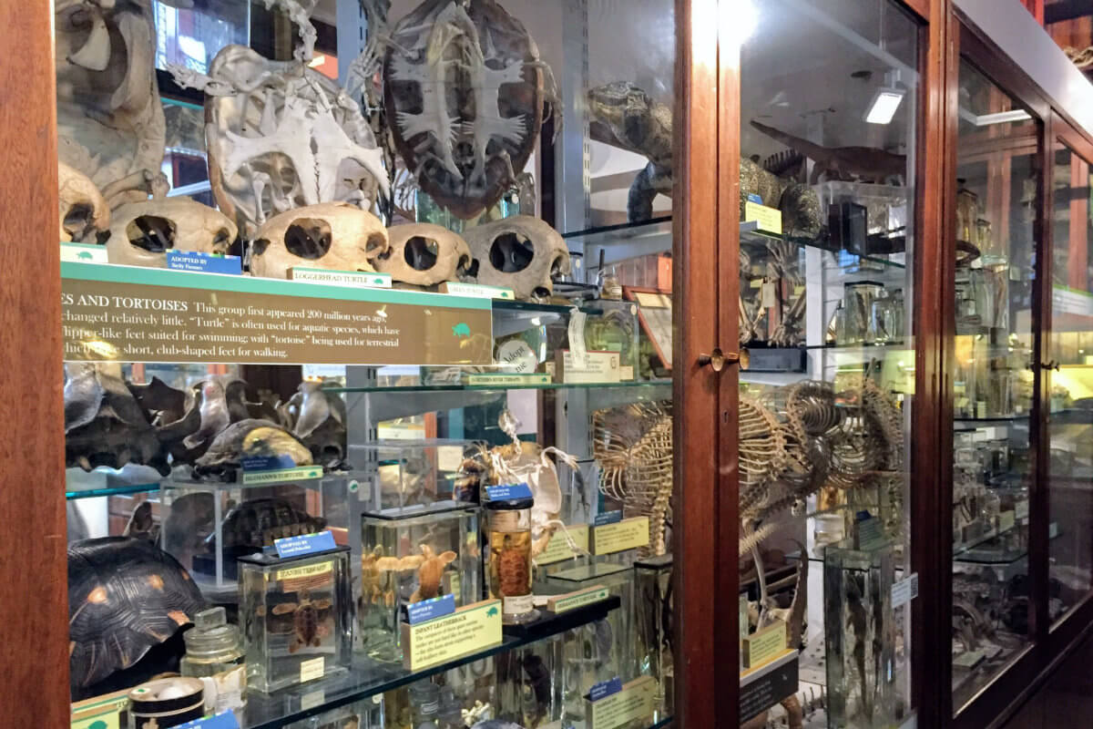 Glass cabinets are filled with various zoological artifacts