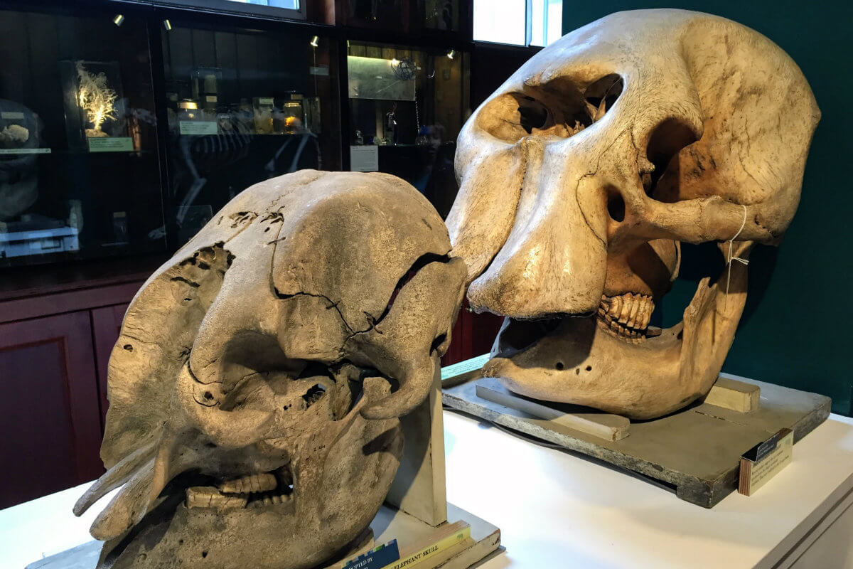 Elephant skulls at Grant Museum of Zoology