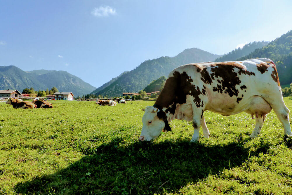 Even the cows in the Schliersee region are photogenic