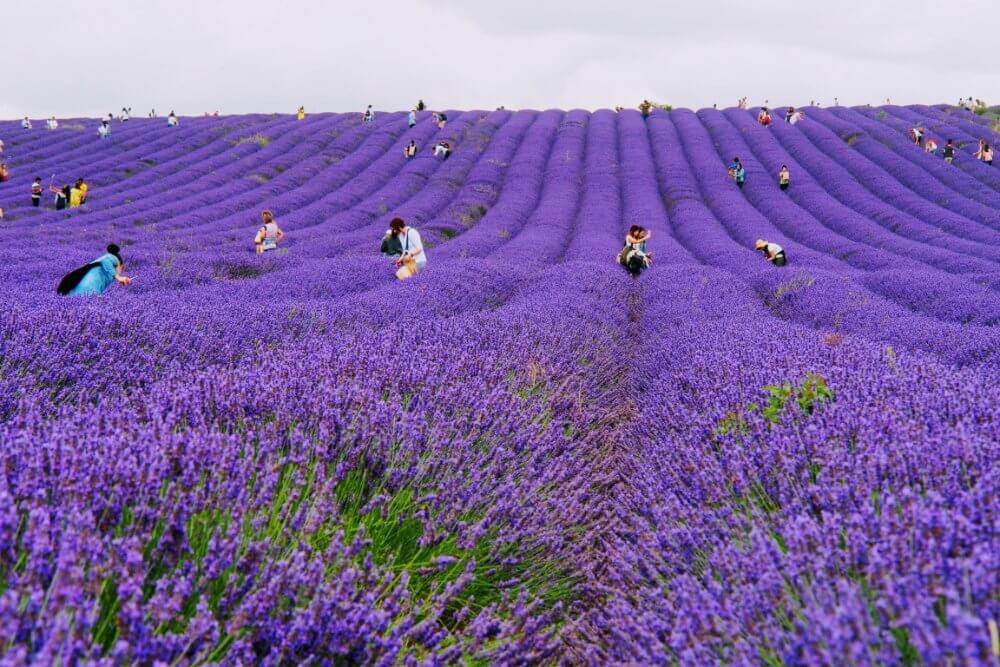 The rows of lavender at Hitchin Lavender equal around 40km.