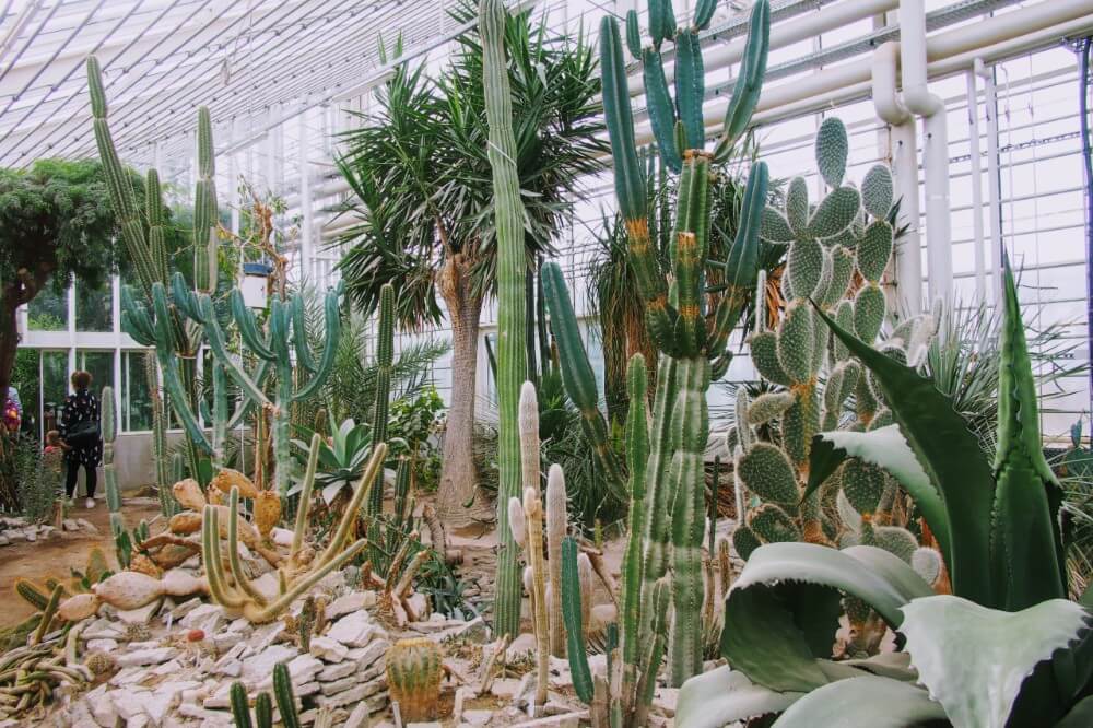 Cacti inside one of the glass houses of Aarhus Botanical Gardens