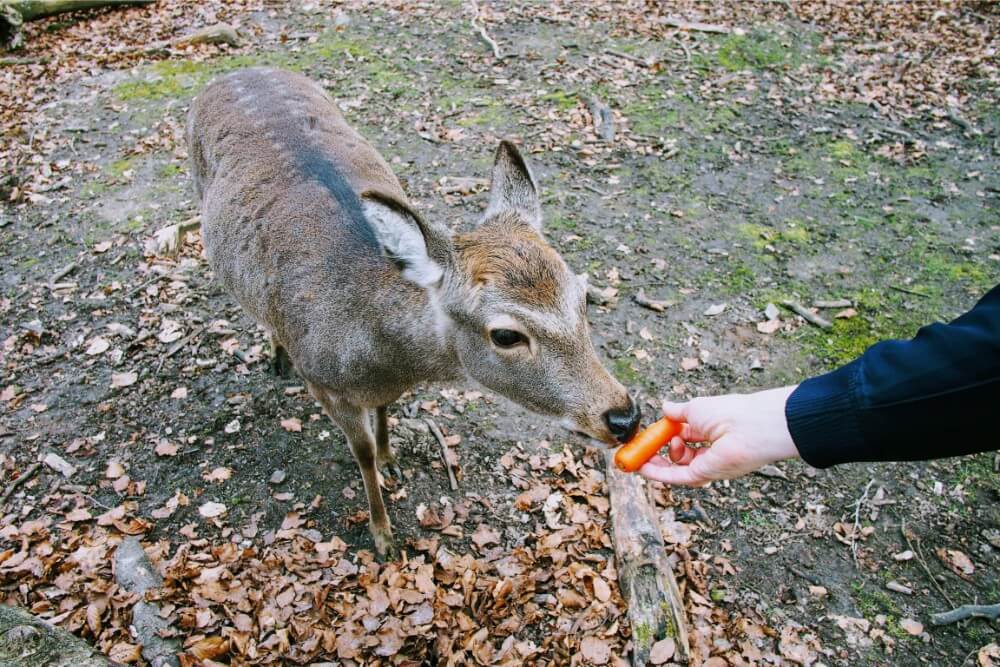 The deer at Marselisborg Deer Park are rather skittish, but are comfortable enough to be hand-fed
