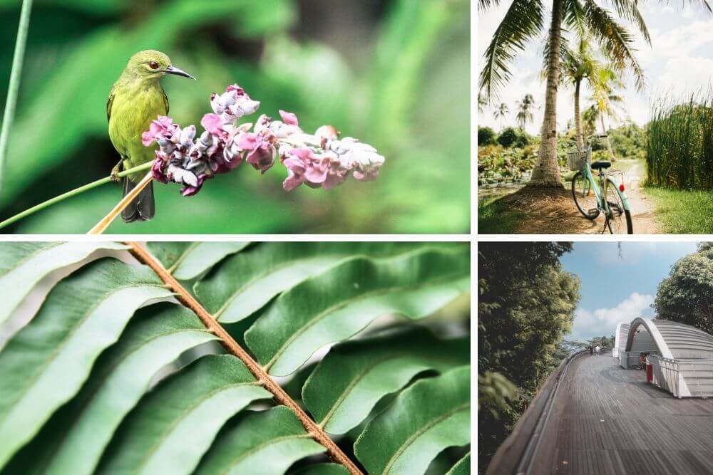 Singapore has numerous opportunities to get close to wildlife & nature