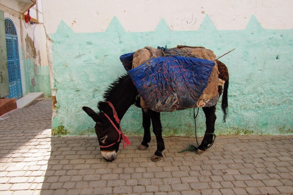 Animals are used surprisingly frequently in Morocco for manual tasks