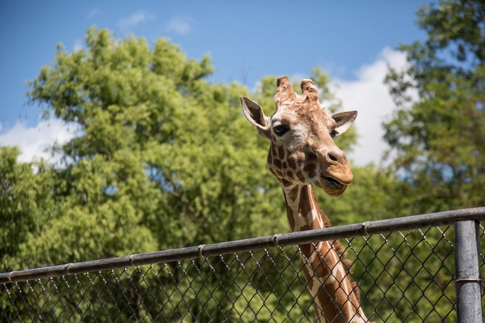 Watch Giraffes live in Zoos all over the world from home