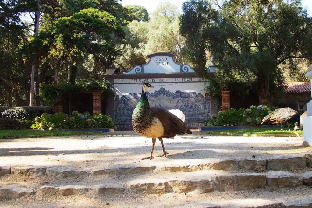Look out for peacocks as you wander around Parque Marechal Carmona, one of the best things to do in Cascais, Portugal