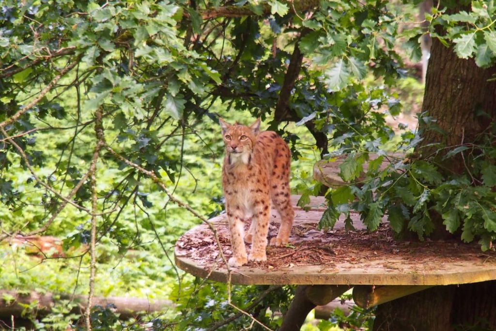 A rare sighting of a Lynx at Ljubljana Zoo