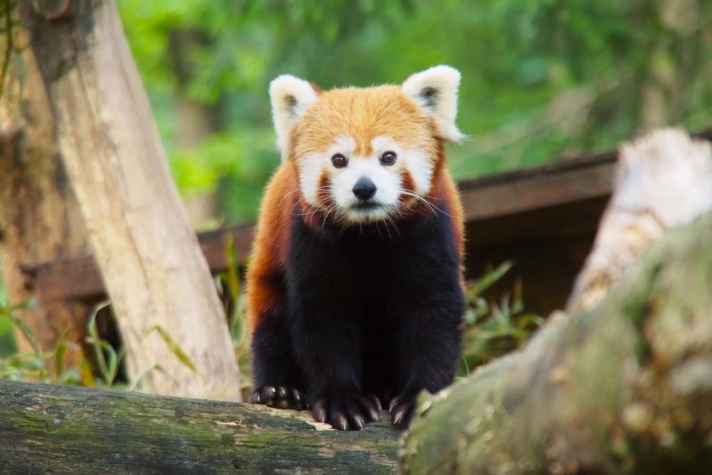 A red panda enjoys the peace and stillness