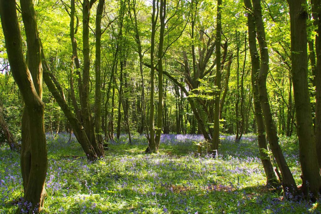 The ancient woodland in Heartwood Forest is lovely during Bluebell season