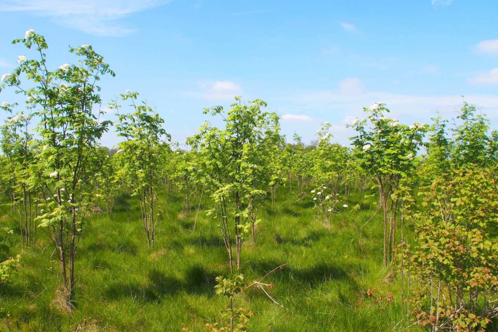 Over 600,000 trees have been planted in Heartwood Forest, most of which are still saplings