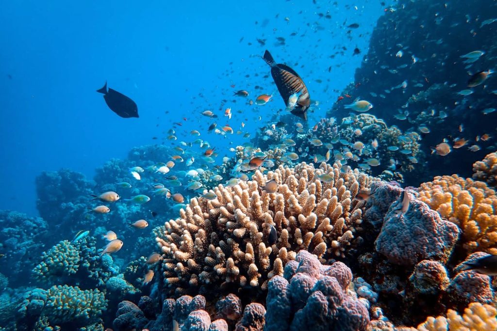 Fish swim near to a coral reef